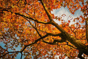 maple-gb06c4c24d_1920.jpg
